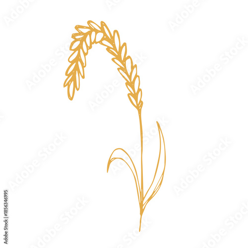 Hand drawn cereal wheat oat rye barley rice ears spikelet clipart Organic wheat bread agriculture farming harvest healthy food Single element for print packaging label design decor