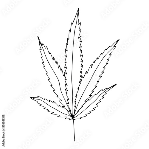 Hand drawn cannabis leaf Medicine marijuana Hemp leaves clipart in doodle style Single element for print, web, design, decor