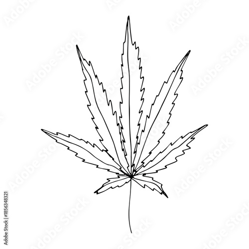 Hand drawn cannabis leaf Medicine marijuana Hemp leaves clipart in doodle style Single element for print, web, design, decor