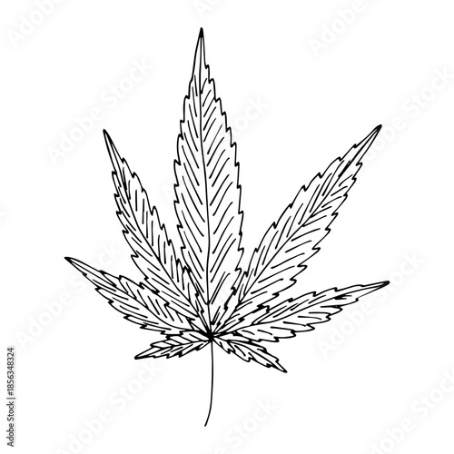 Hand drawn cannabis leaf Medicine marijuana Hemp leaves clipart in doodle style Single element for print, web, design, decor
