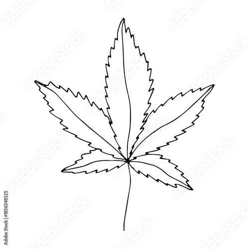 Hand drawn cannabis leaf Medicine marijuana Hemp leaves clipart in doodle style Single element for print, web, design, decor