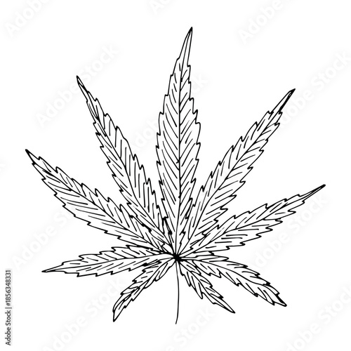 Hand drawn cannabis leaf Medicine marijuana Hemp leaves clipart in doodle style Single element for print, web, design, decor