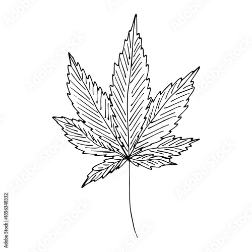 Hand drawn cannabis leaf Medicine marijuana Hemp leaves clipart in doodle style Single element for print, web, design, decor