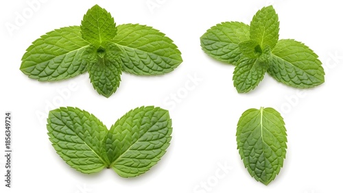 Fresh mint leaves on white background