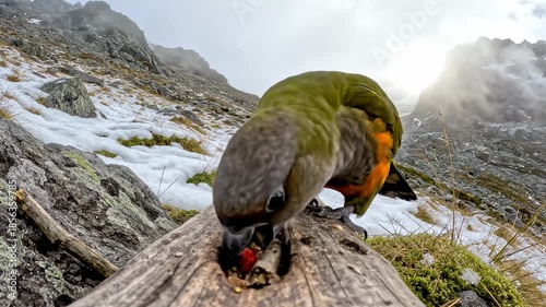 Captivating Kea Parrot Foraging for Berries Amidst the Snowy Mountain Landscape Scenery