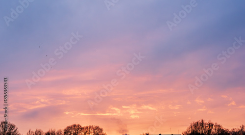 Vivid pastel sunset sky with trees and birds in winter landscape