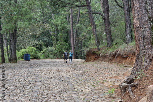 Peaceful cobblestone path surrounded by tall pine trees and lush forest in Los Cazos, Mazamitla, Jalisco, perfect for a serene walk