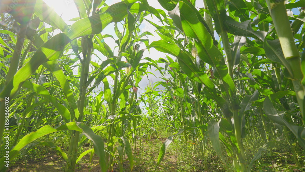 Fototapeta premium A vibrant cornfield thriving under warm sunlight, showcasing the serenity of nature