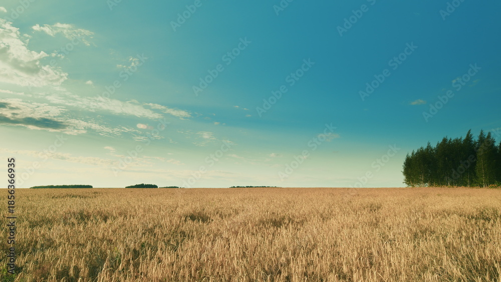 Fototapeta premium A breathtaking golden field filled with flourishing trees sits beautifully under a clear blue sky
