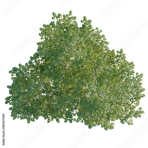 Obraz na plátne Betula pendula tree plan, top view, 4k png, cutout, isolate, Vibrant green tree