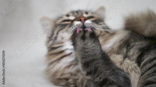 A cat is laying on a bed with its paw on its face