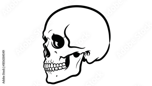 Black and White Human Skull Illustration.