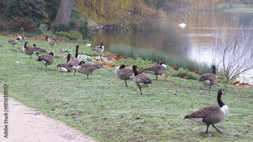 Obraz na plátně canadian geese at lake Daumesnil, Paris