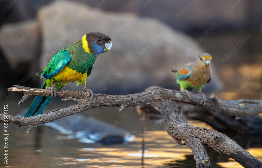 Obraz premium Colourful Australian ringneck (Barnardius zonarius) on a perch at a waterhole in the outback of the Karara Region of Western Australia, Australia