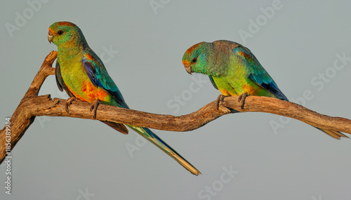Canvastavla Colourful female Mulga Parrots (Psephotellus varius) at a waterhole in the morni