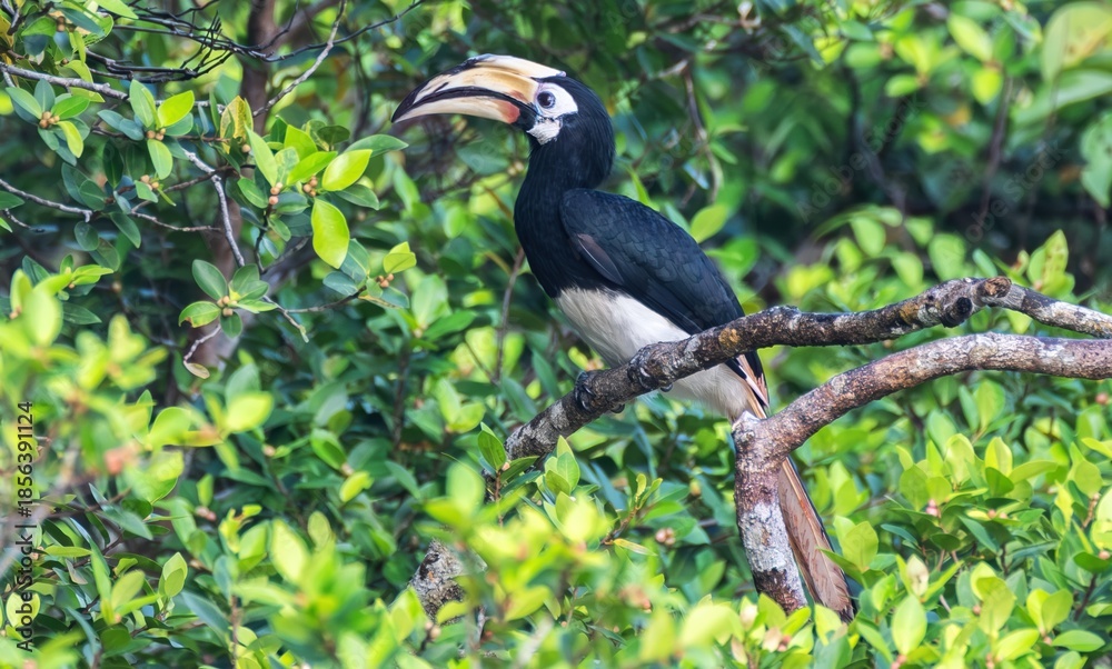 Fototapeta premium Oriental Pied Hornbill (Anthracoceros albirostris). Kinabatangan River, Sabah, Borneo Rainforest, Maylasia