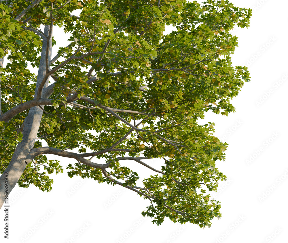 Fototapeta premium Acer campestre tree, corner view, cutout, isolate, 4K PNG, Tree with green leaves on transparent background for design