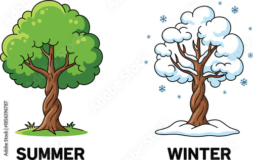 Tree, seasons, summer, winter, nature, change, foliage, snow, leaves, bare, green, cold, warm, climate, vector, illustration, cartoon, contrast, weather, adaptation