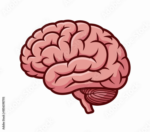 Pink cartoon human brain with detailed gyri and sulci in side view