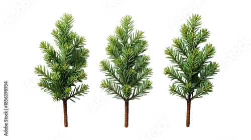 Evergreen Trio: A captivating collection of three vibrant evergreen branches, their lush green needles standing as a symbol of resilience and natural beauty.