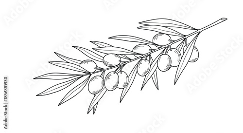 Detailed Monochrome Olive Branch with Ripe Olives - Hand-Drawn Botanical Mediterranean Illustration
