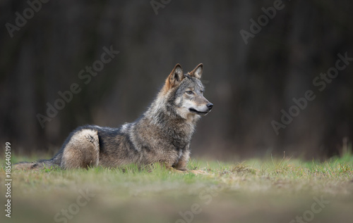 Grey wolf ( Canis lupus ) close up