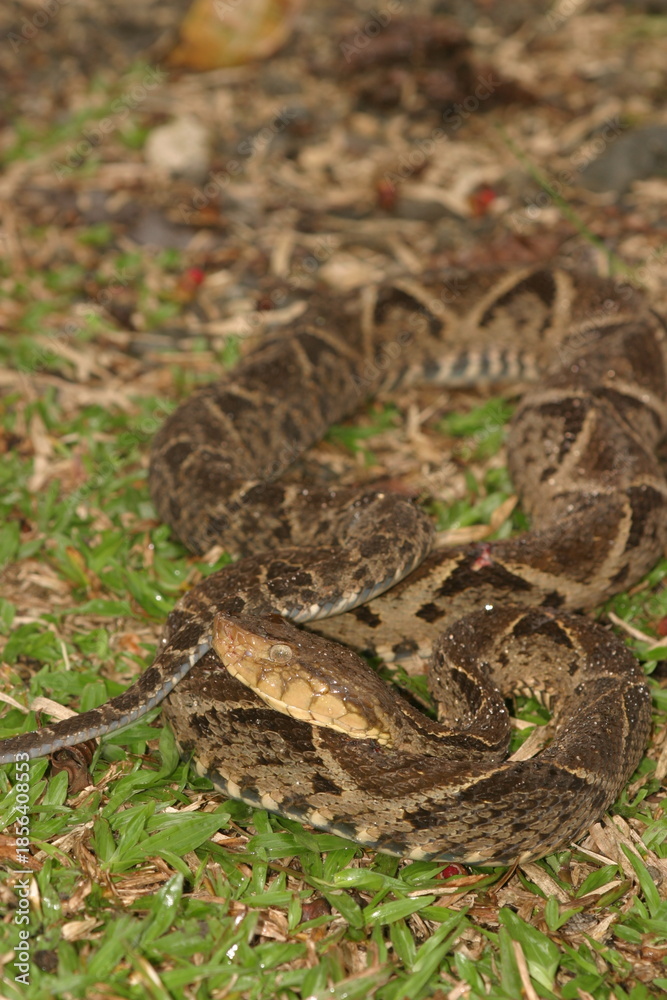 Fototapeta premium Fer-de-lance or common lancehead snake (Bothrops atrox). Very poisonous