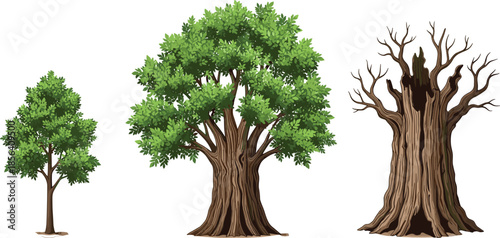 Tree growth stages illustration set, young mature and dead trees collection, forest life cycle nature design
