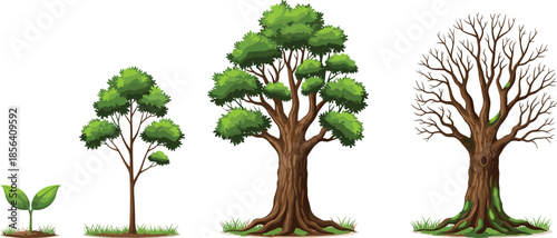 Tree growth stages illustration, plant life cycle from seedling to mature tree, nature development concept isolated on white