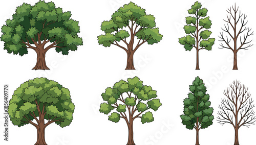 Tree illustration set, deciduous and conifer trees collection, summer and winter foliage variations, natural forest elements, flat vector artwork