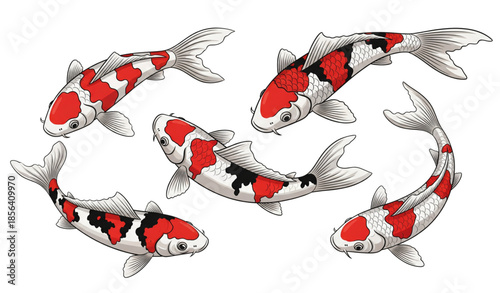 Japanese koi carp fish vector illustration with elegant swimming poses isolated on white background