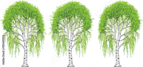 Weeping birch trees set, green leafy deciduous trees with hanging branches, spring summer foliage, botanical nature vector illustration