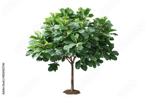 Fiddle leaf fig tree with large green leaves on black background plant, Isolated On White Background, Png Transparent