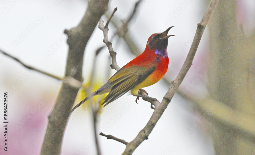 Obraz premium Red-throated Sunbird on Branch with Blue Throat Detail