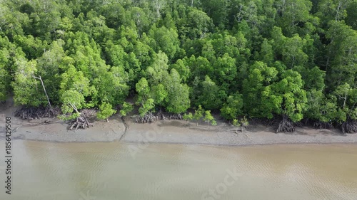 Mangrove tree roots at the river mouth.