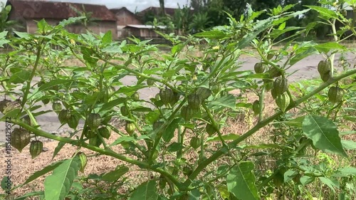 Wallpaper Mural Ground Cherry Tree with Green Leaves and Natural Sunlight Torontodigital.ca