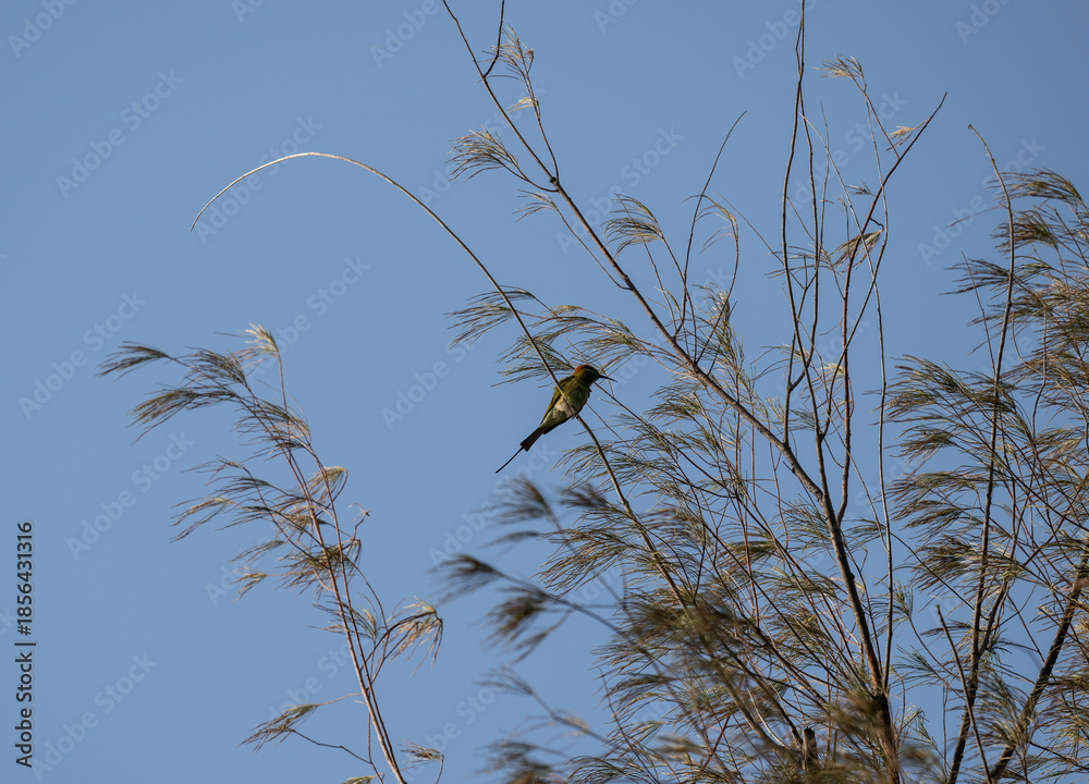 Fototapeta premium animal, animals, asia, asian green, avian, background, beak, bee eater, bees, bird, bird watching, birdwatching, feathers, isolated, long beak, migratory, nature, nature photography, ornithology, outd
