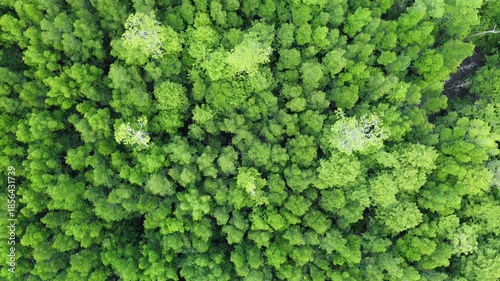 Aerial view of mangrove forests growing abundantly along the coast to maintain ecological balance.