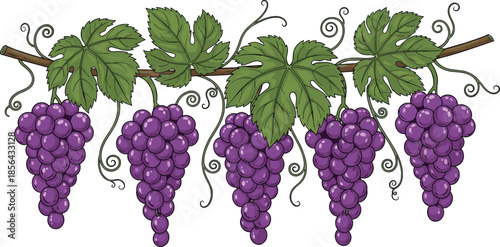 Purple grape vine illustration, fresh fruit clusters with green leaves, vineyard harvest concept, natural food design, colorful vector artwork