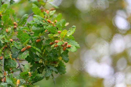 Fotografie A CloseUp View of Oak Leaves Featuring Acorns Found in the Beauty of Natures Lan