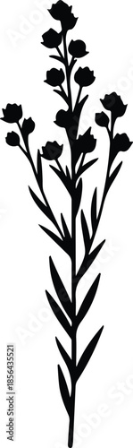 Silhouette of a delicate flowering plant with buds and leaves Vector Illustration