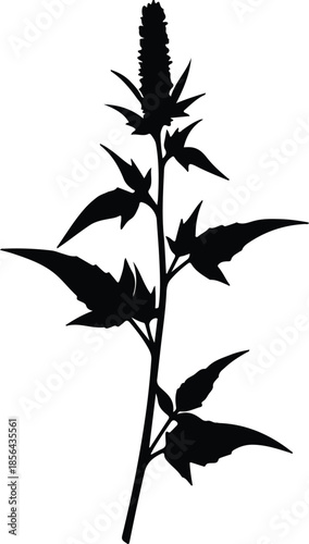 Silhouette of a flowering plant stem with leaves Vector Illustration