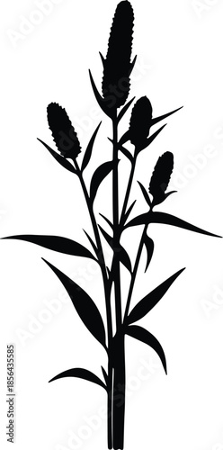 Silhouette of a flowering plant with multiple seed heads Vector Illustration