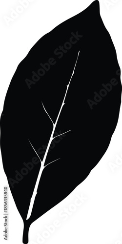Silhouette of a single leaf with detailed veins Vector Illustration