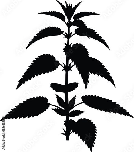 Silhouette of a stinging nettle plant with serrated leaves Vector Illustration