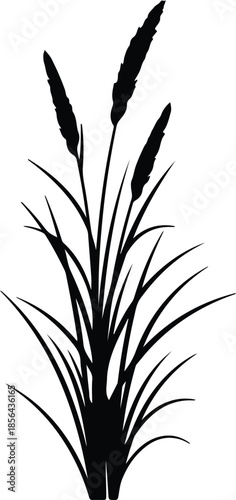 Silhouette of cattail plants with long leaves and fluffy tops Vector Illustration