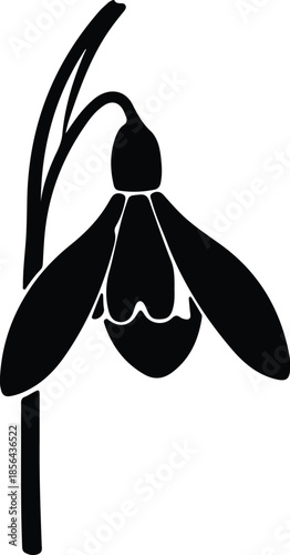 Silhouette snowdrop flower blooming delicate spring blossom Vector Illustration