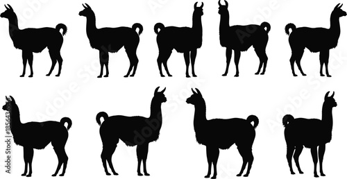 Llama, silhouette, animal, black, white, side view, posture, profile, variation, grid, design, concept, nature, wildlife, standing, minimal, graphic, comparison, set, illustration
