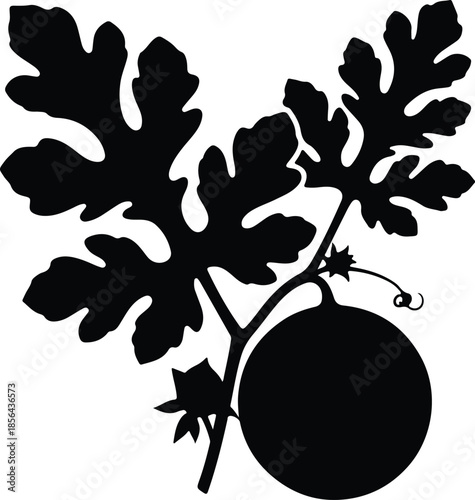 Silhouette watermelon plant with fruit leaves and tendril Vector Illustration