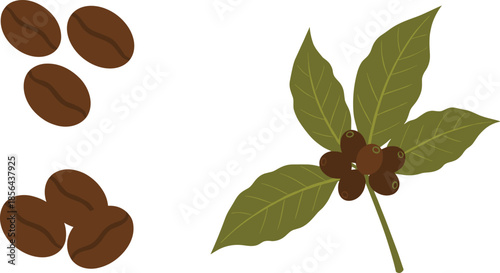 Coffee bean vector illustration set featuring roasted dark brown coffee beans and a coffee plant branch with green leaves and berries isolated on white